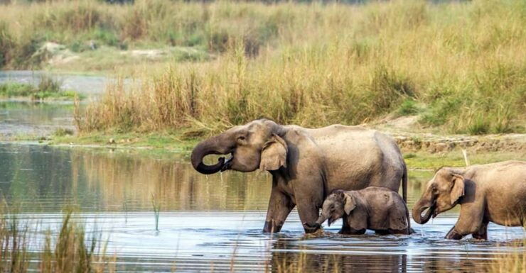 2 Night 3 Days Chitwan National Park/From Kathmandu/Pokhra - Detailed Itinerary