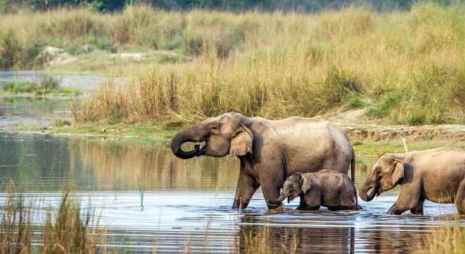 2 Night 3 Days Chitwan National Park/From Kathmandu/Pokhra - Exciting Activities