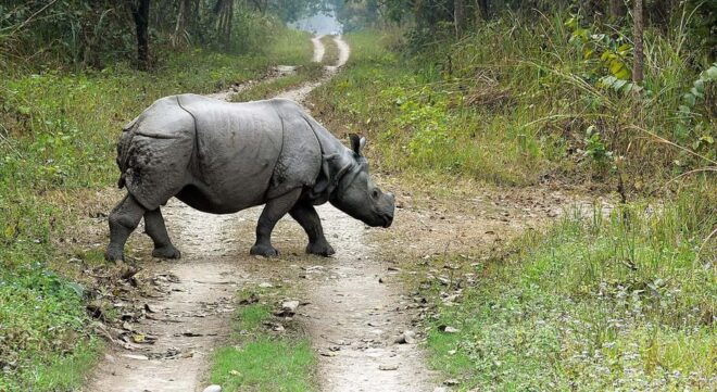 2 Night 3 Days Chitwan National Park/From Kathmandu/Pokhra - Cultural Encounters
