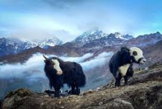 2 Night 3 Days Khumai Danda Trek From Pokhara - Tips for a Safe and Enjoyable Trek