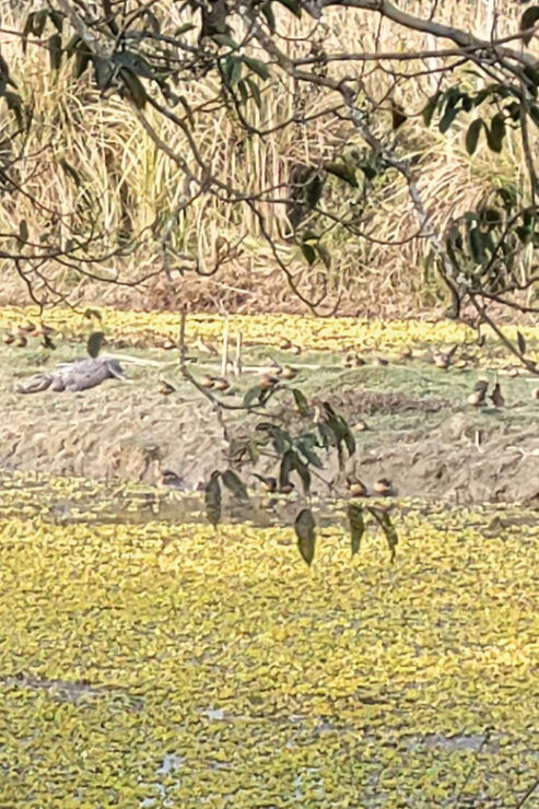 2 Night 3 Days Safari Tour in Chitwan National Park - Chitwan National Park Significance