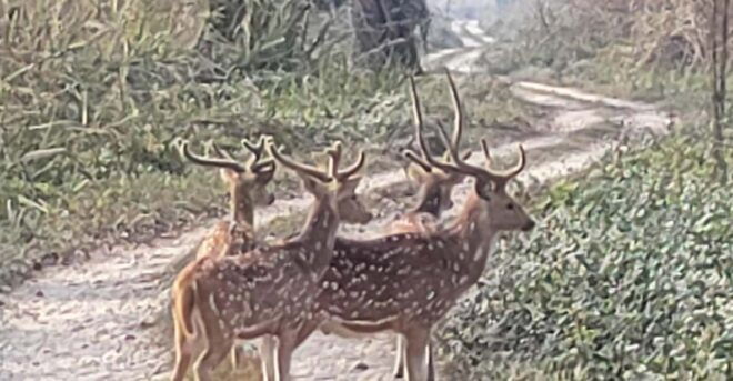 2 Night 3 Days Safari Tour in Chitwan National Park - Wildlife and Ecosystem
