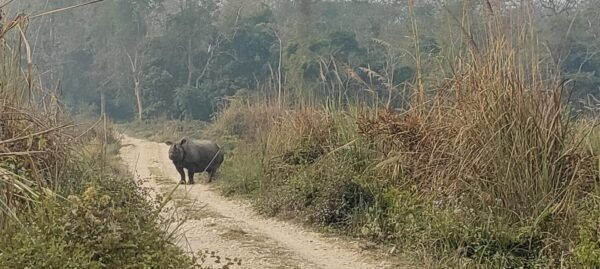 2 Night 3 Days Safari Tour in Chitwan National Park - Conservation Efforts
