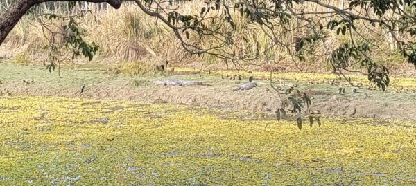 2 Night 3 Days Safari Tour in Chitwan National Park - Tips for Travelers