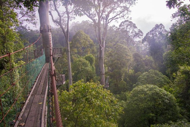 2-Night Danum Valley Borneo Rainforest Lodge Hiking and Wildlife Adventure - Guided Tours and Activities