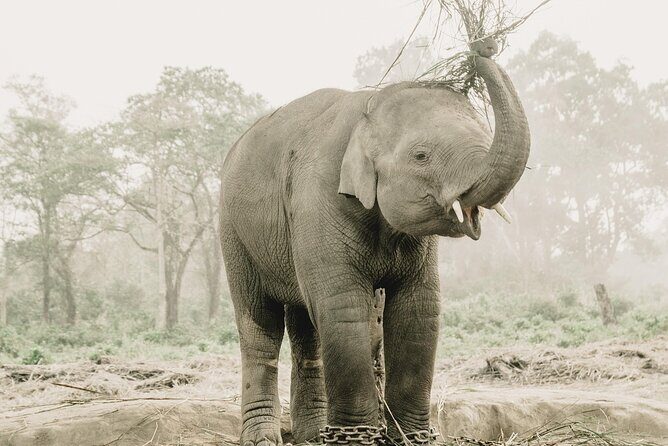 2 Night Jungle Safari Tour in Chitwan National Park - Final Thoughts