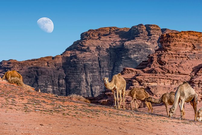 2-Night Private Jordan Secret Escape Tour: Petra, Wadi Rum, and Dead Sea - Inclusions and Amenities