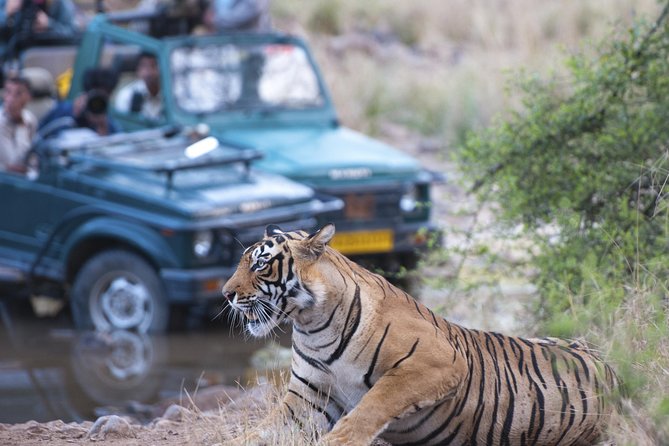 2-Night Private Ranthambore National Park and Wildlife Tour From Delhi - Tour Highlights and Itinerary