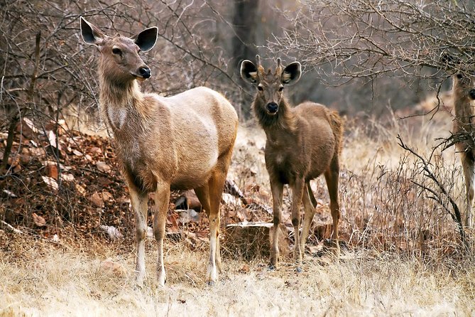 2-Night Private Ranthambore National Park and Wildlife Tour From Delhi - Cancellation Policy and Customer Reviews