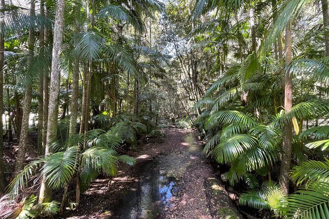 2 Night Rainforest Glamping Adventure near Byron Bay - Comfort and Convenience