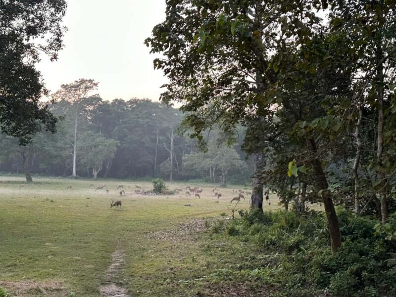 2-Night Treehouse Tower Night Stay in Chitwan National park - An In-Depth Look at the Chitwan Treehouse Experience