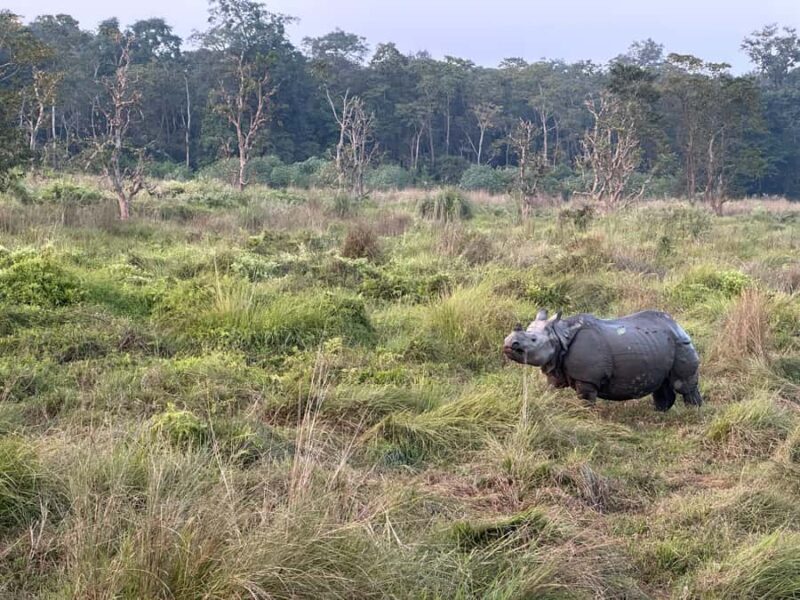 2-Night Treehouse Tower Night Stay in Chitwan National park - Final Thoughts