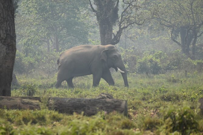 2 Nights 3 Days Chitwan Jeep Safari Package - Common Questions