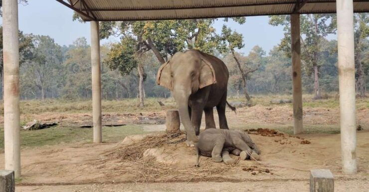 2 Nights 3 Days Chitwan Jungle Safari Tour - Activities Included