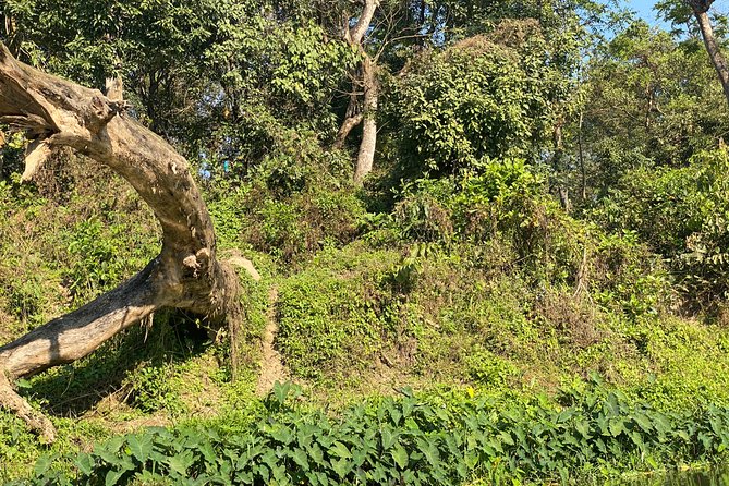 2 Nights 3 Days Chitwan Safari Tour From Kathmandu or Pokhara - The Sum Up