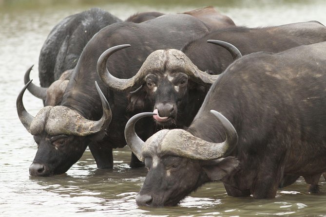 2-Nights 5-Star Sanbona Game Reserve With Private Transfers to and From Sanbona - Pricing and Guarantee