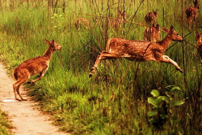 2 Nights Chitwan Jungle Safari Tour From Kathmandu or Pokhara - Wildlife Spotting