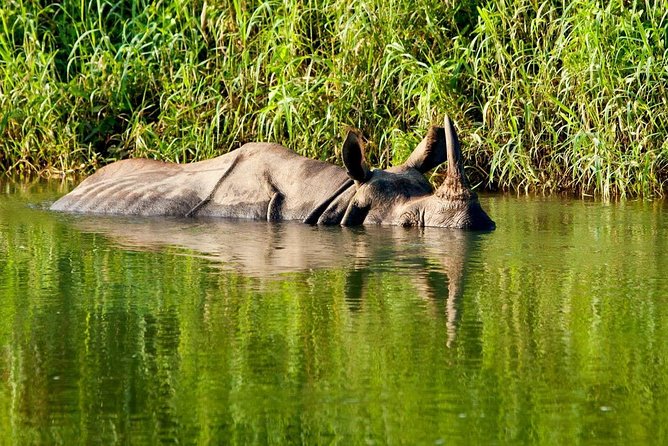 2 Nights Chitwan Jungle Safari Tour From Kathmandu or Pokhara - Guided Jungle Experience