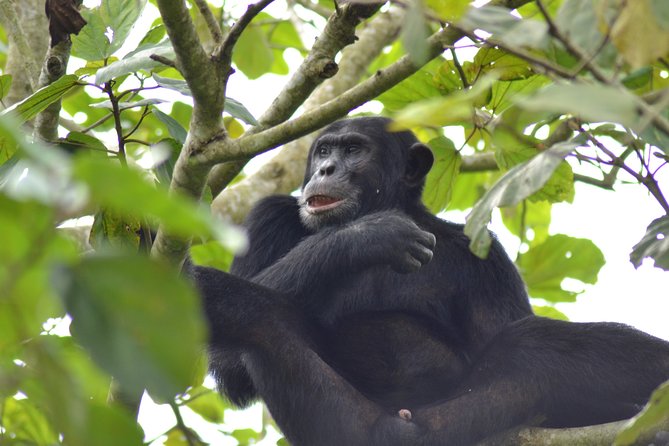 2 Nights Gorillas in the Mist Rwanda - Pickup and Logistics Details