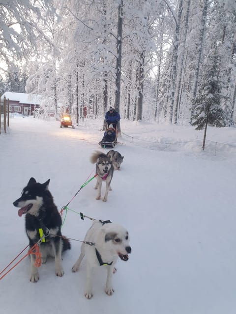 2 Nights Lapland experience - Why This Tour Offers Great Value