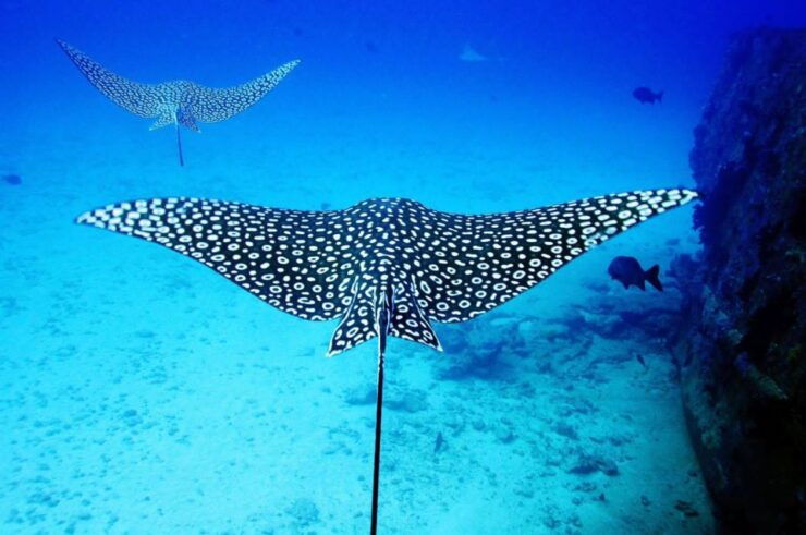 2 Ocean Dives: MUSA Uderwater Museum and Mnachones Reef - Underwater Experience