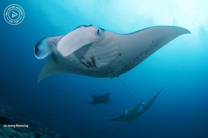 2 or 3 Dives in Nusa Lembongan and Penida, for Certified Diver (In Lembongan) - Pricing and Booking Details