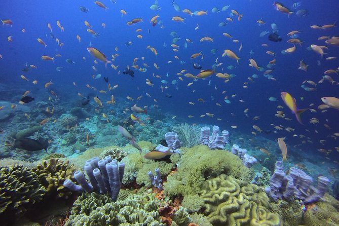 2 or 3 Dives in Nusa Lembongan and Penida, for Certified Diver (In Lembongan) - Overview of Diving Opportunities