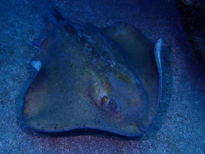 2 PRIVATE GUIDED DIVES - Pricing and Cancellation