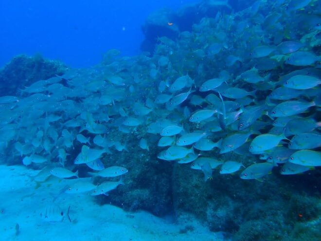 2 PRIVATE GUIDED DIVES - Dive Highlights