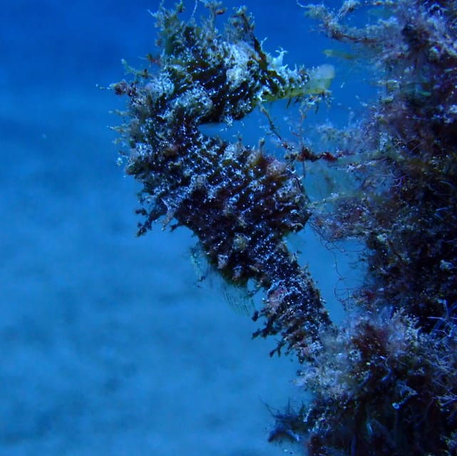 2 PRIVATE GUIDED DIVES - Included and Excluded