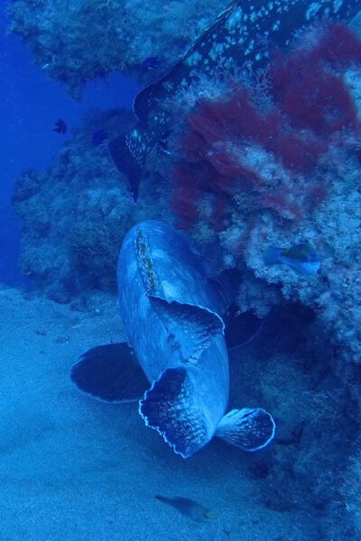 2 PRIVATE GUIDED DIVES - Necessary Preparation