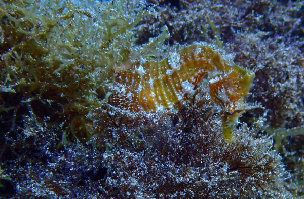 2 PRIVATE GUIDED DIVES - Frequently Asked Questions