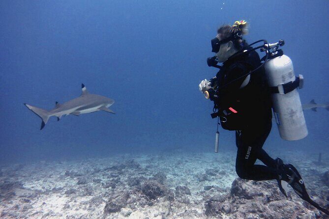 2 Tank (1 Day) Guided Diving for Certified Divers - Denarau Marina - Practical Details and Tips