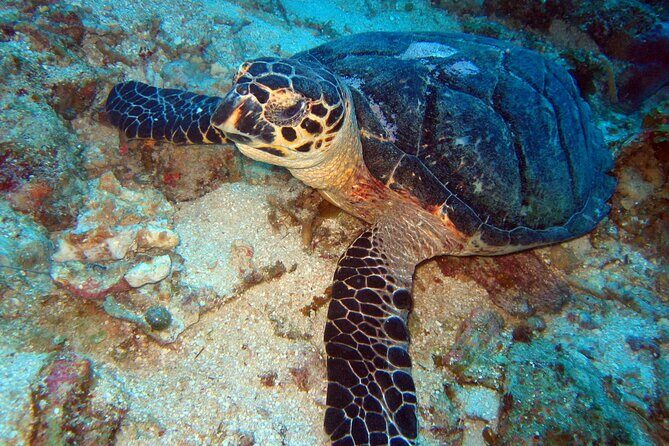 2 Tank Boat Dives for Certified Divers - Who Should Consider This Tour?