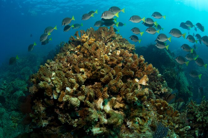 2 Tank Combo Cabo Reserve & Corridor, Certified Divers With MANTA - Tanks and Weights Included in Tour