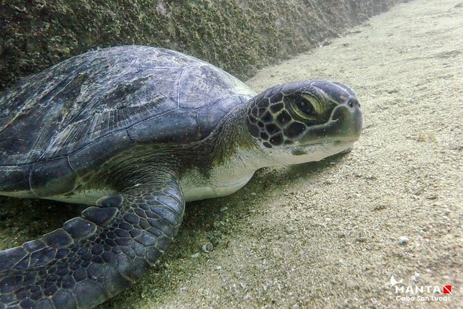 2 Tank Combo Cabo Reserve & Corridor, Certified Divers With MANTA - Scuba Gear Rental Available