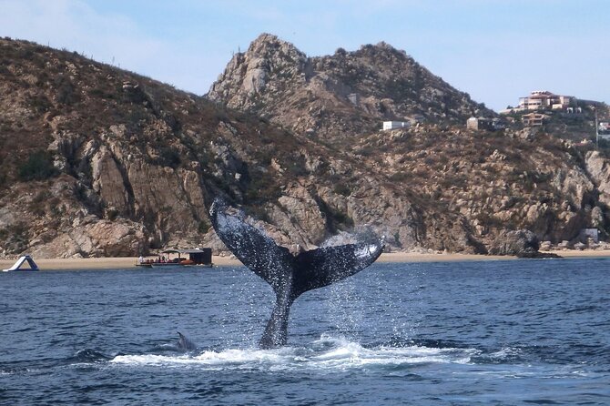 2 Tank Combo Cabo Reserve & Corridor, Certified Divers With MANTA - Meeting and Pickup Details