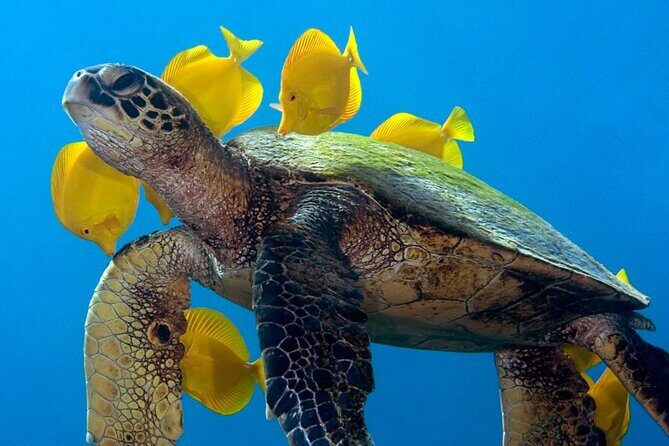 2-Tank Daytime Scuba Dive Boat Trip - An In-Depth Look at the 2-Tank Daytime Scuba Dive Boat Trip