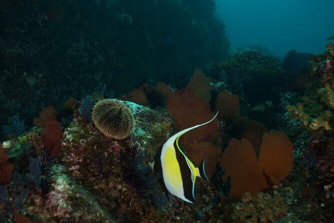 2 Tank Dive - Certified Divers (Santa Maria Bay & Chileno Bay) - An In-Depth Look at the 2 Tank Dive Experience in Cabo