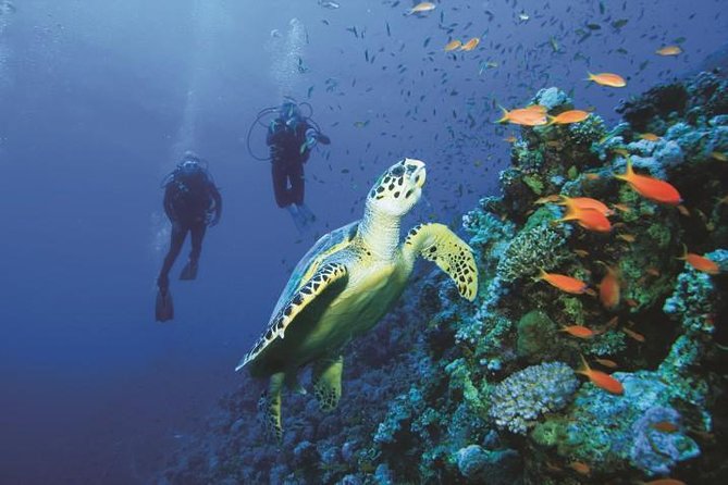 2 Tank Dive in Cozumel - Top Dive Location in Cozumel