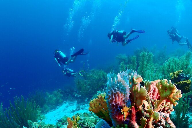 2 Tank Guided Dive half-day - A Detailed Look at the 2 Tank Guided Dive Half-Day in Curaçao