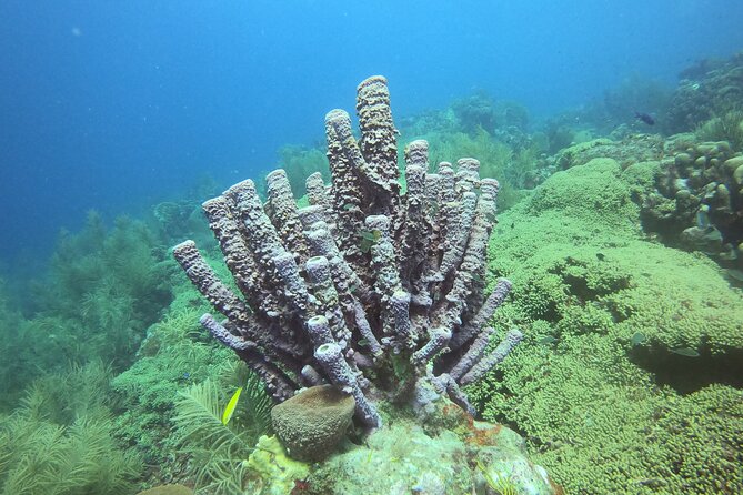 2 Tank Guided Shore Dive - Marine Species and Underwater Sightings
