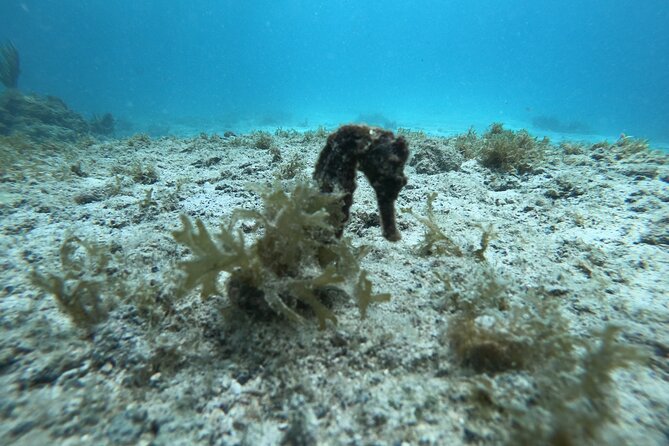 2 Tank Guided Shore Dive - Certification Requirements for Divers