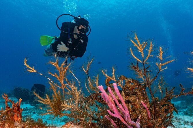 2 Tank Morning Dive: Scuba Diving in Cozumel - What Makes the Guides Stand Out?