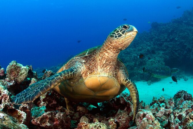 2 Tank Shore Dive at Sea Turtle Cove - Inclusions