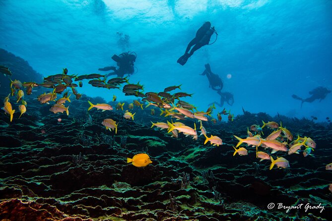 2 Tank Shore Dive at Sea Turtle Cove - Common Questions