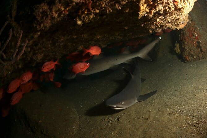 2 Tank Tour in Cabo San Lucas Reserve, Certified Divers With MANTA - Overview of the 2-tank Diving Tour
