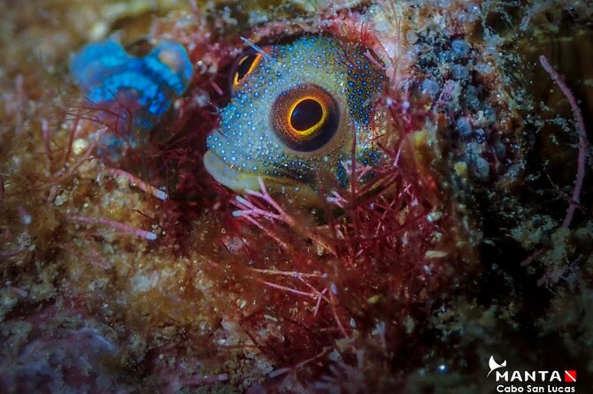 2 Tank Tour in Cabo San Lucas Reserve, Certified Divers With MANTA - Additional Information for Divers
