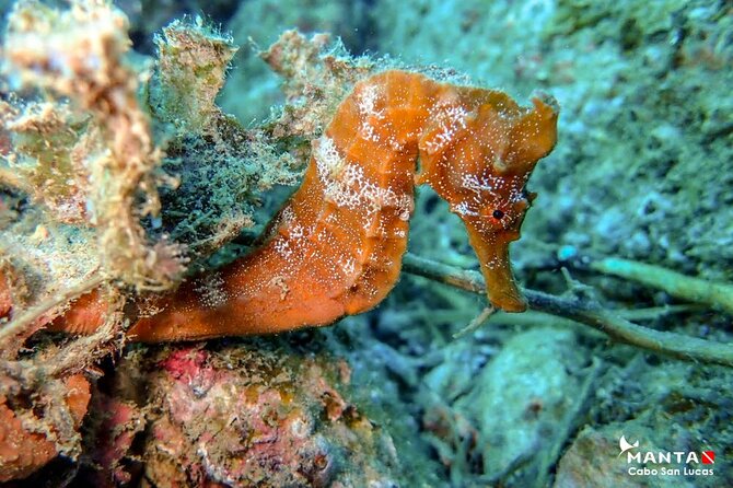 2 Tank Tour in Cabo San Lucas Reserve, Certified Divers With MANTA - Diving Amenities at the Location