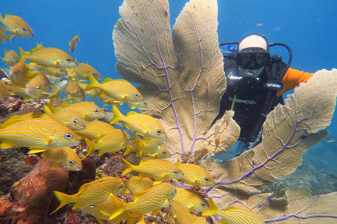 2 Tanks Dives Cancun Underwater Museum for Certified Divers - Common Questions